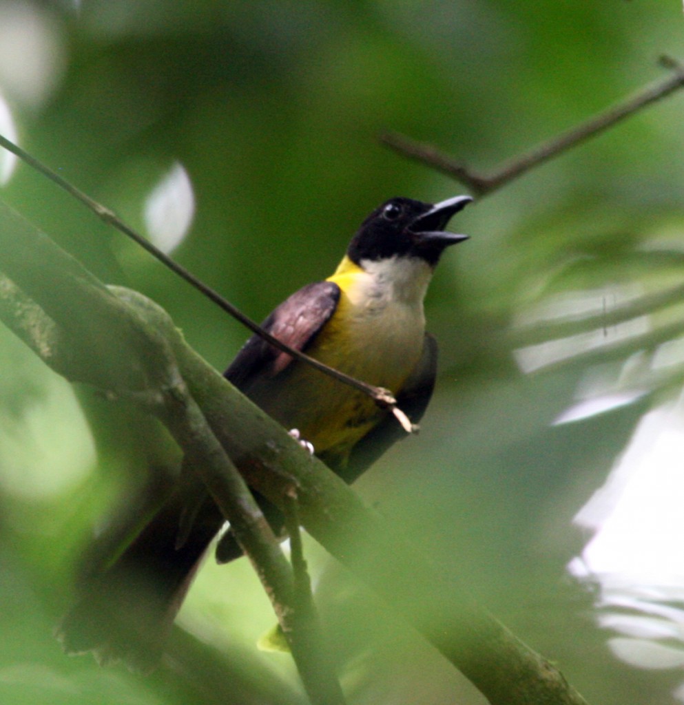 White-throated Shrike-Tanager