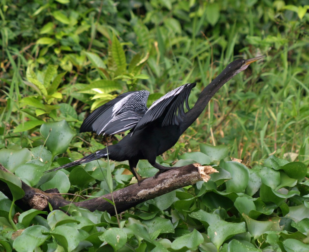 Male Anhinga