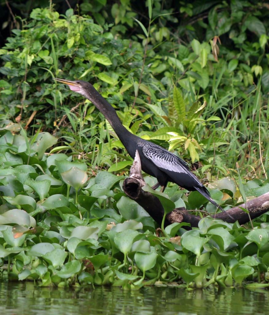 Male Anhinga