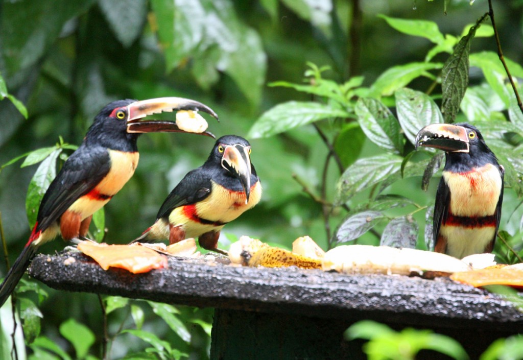 Collared Aracaris