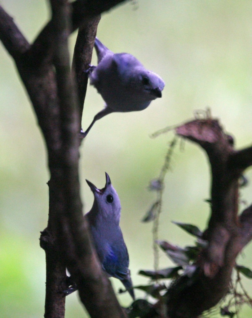 Blue-gray Tanagers