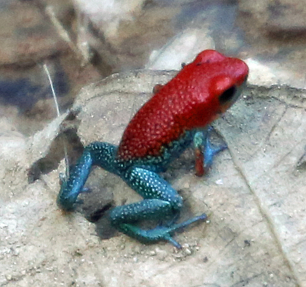 Green Jeans Frog