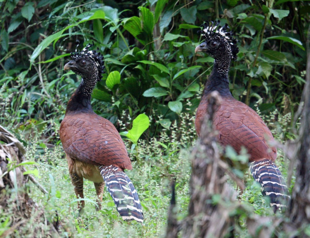 Female Great Curassows