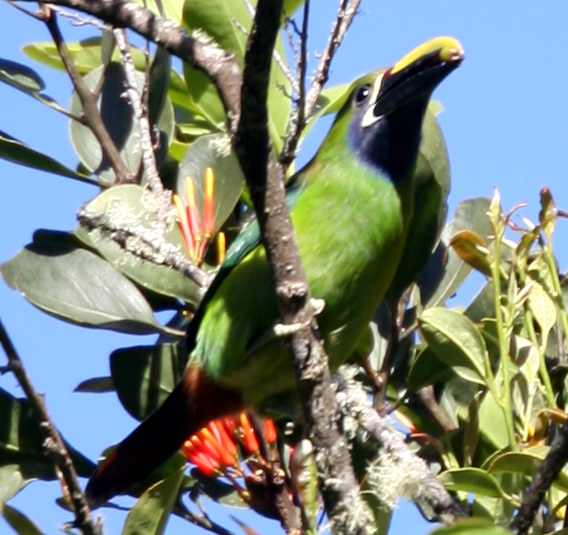 Emerald Toucanet