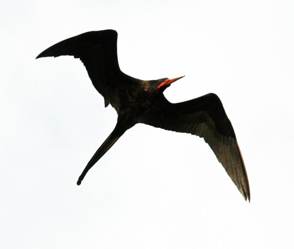 Magnificent Frigatebird