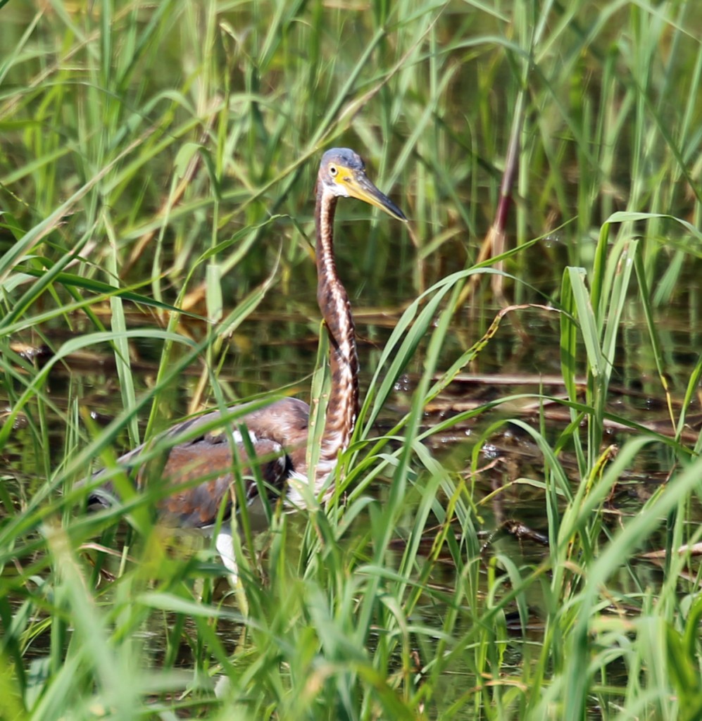 Tricolored Heron