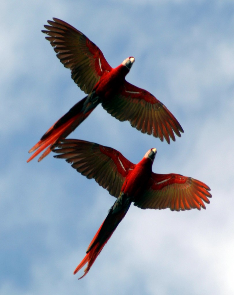 Flying Scarlet Macaws