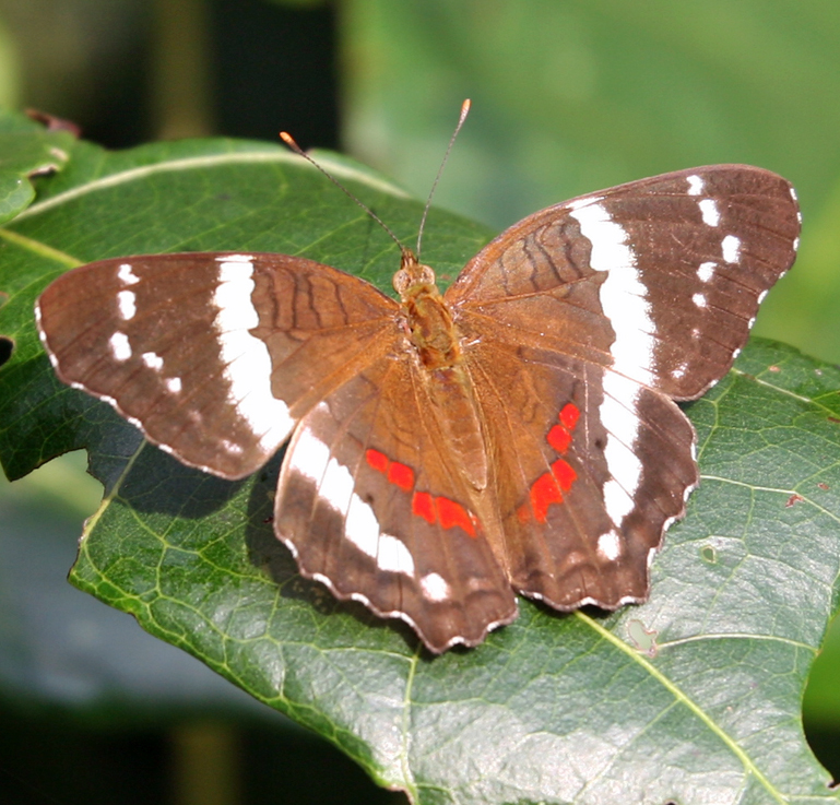 Banded Peacock Butterfly