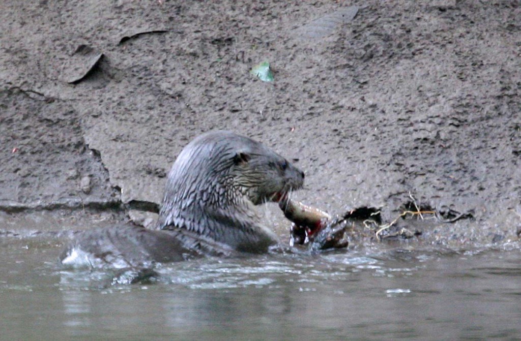 Neotropical River Otter