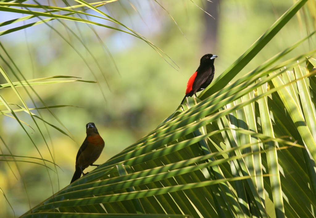 Pair of Cherrie's Tanagers