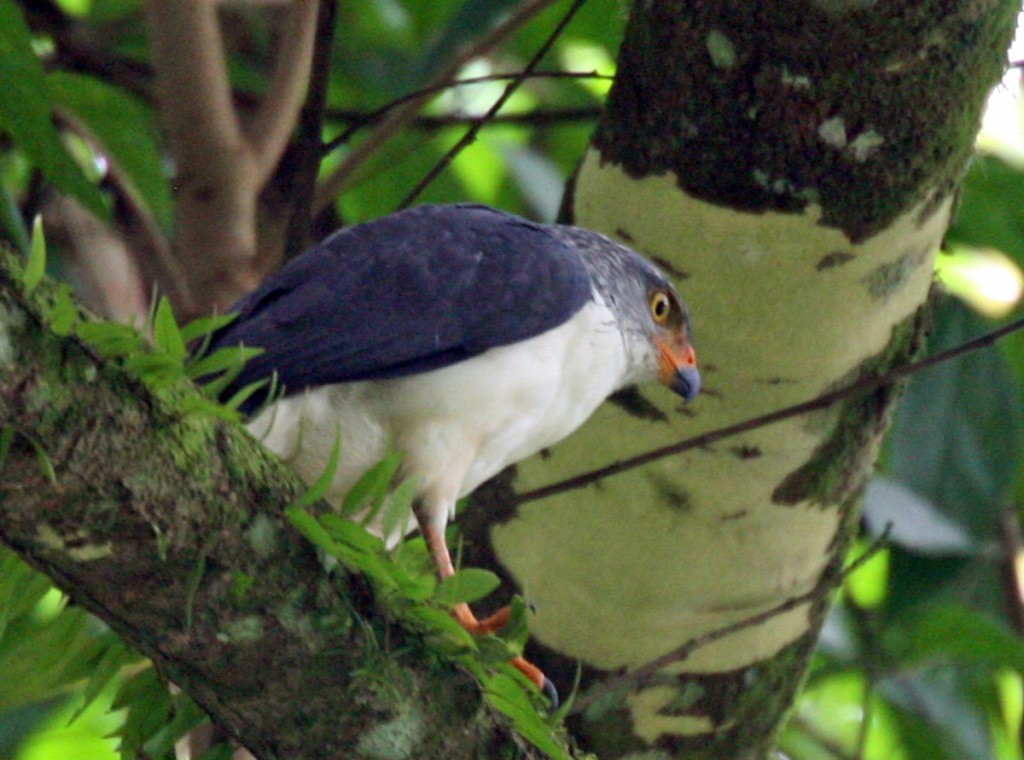 Semiplumbeous Hawk