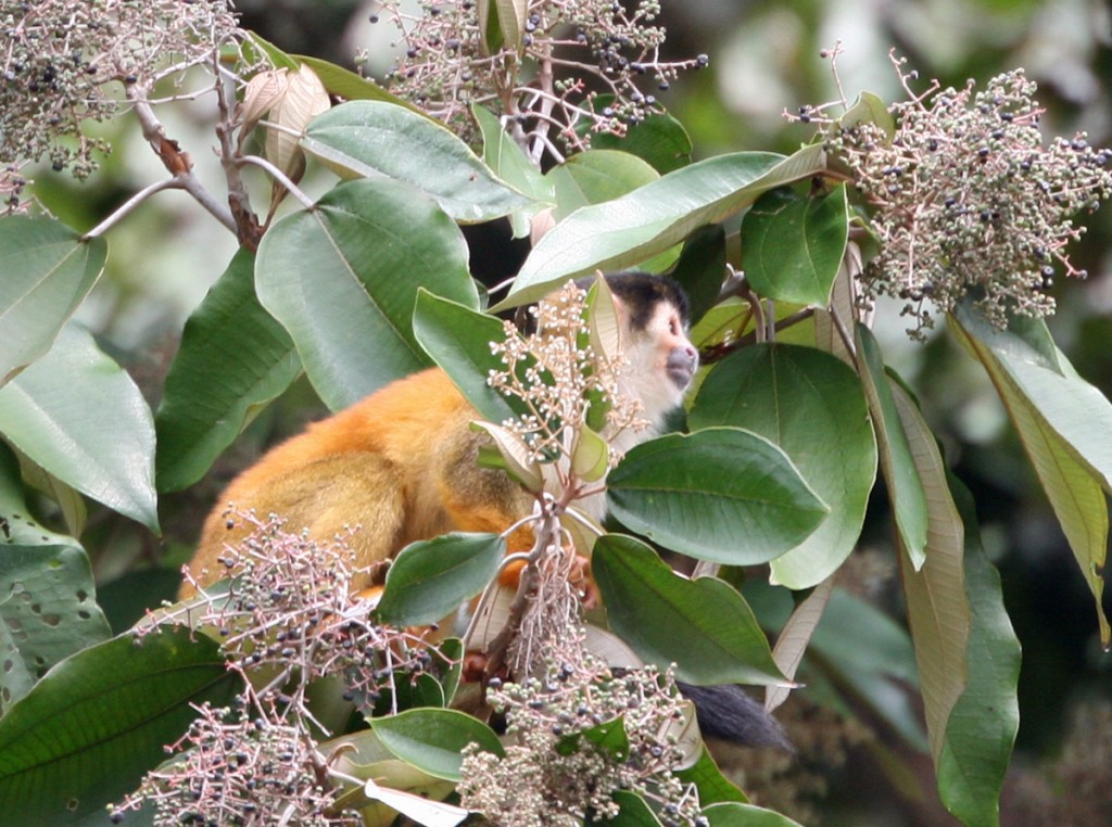 Squirrel Monkey