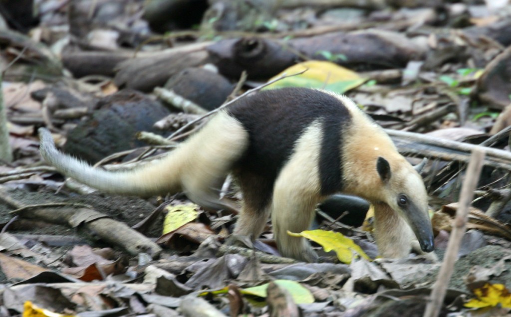 Northern Tamandua