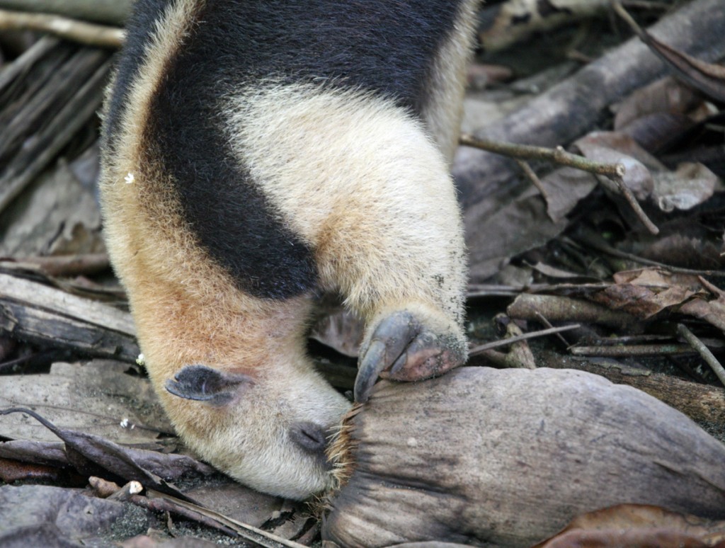 Northern Tamandua Eating Insects