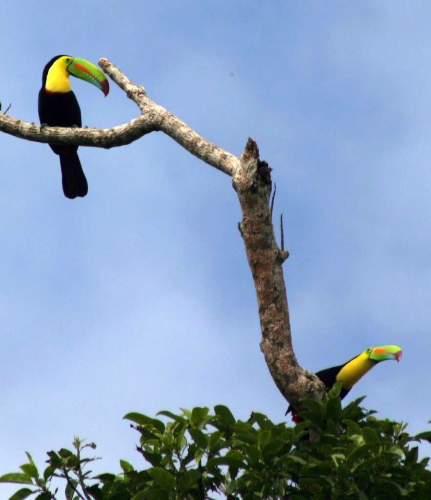 Keel-billed Toucans