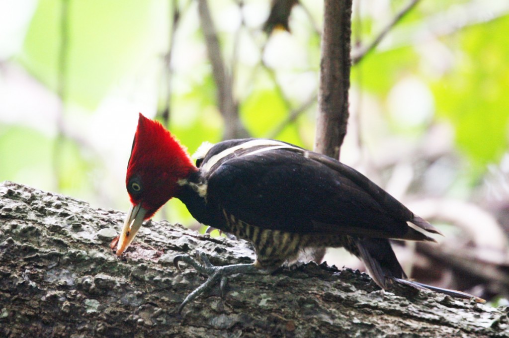 Female Pale-billed Woodpecker