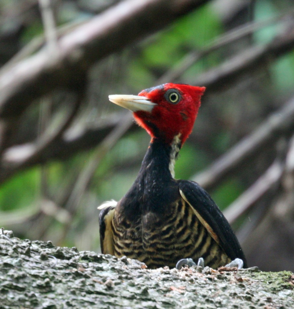 Female Pale-billed Woodpecker